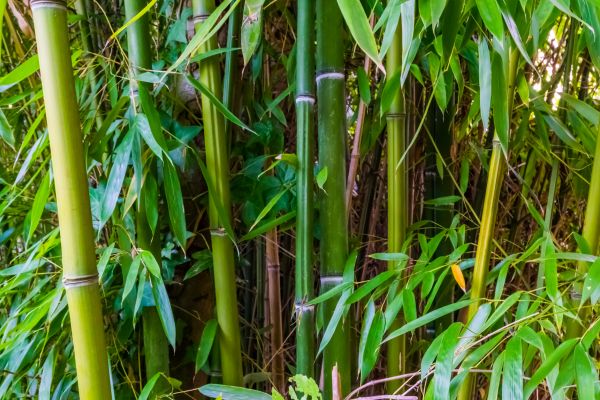 Bamboo Trimming in Poughkeepsie