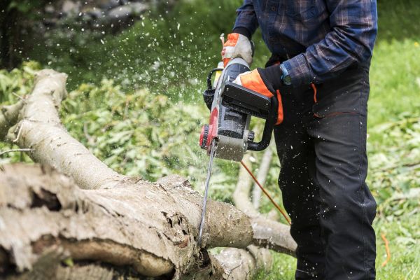 Cost of Branch Removal Service in Poughkeepsie