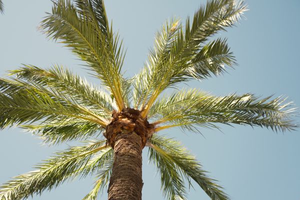 Palm Tree Pruning in Poughkeepsie