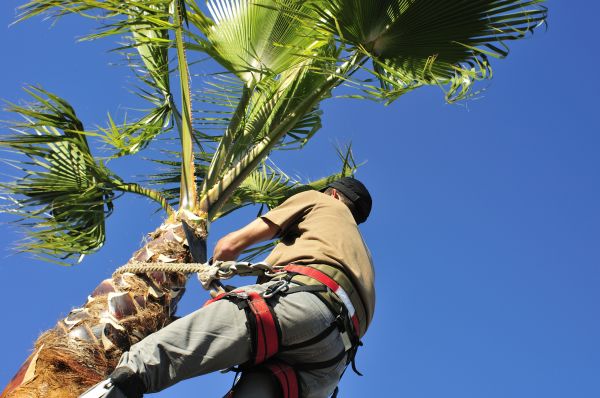 Palm Tree Trimming in Poughkeepsie