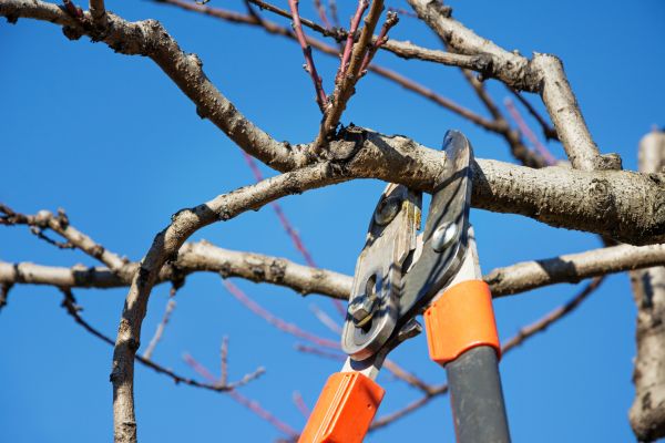 Residential Tree Service in Poughkeepsie