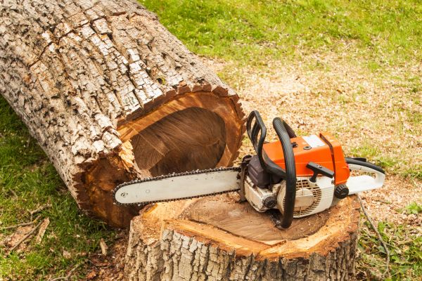Tree Cutting Service in Poughkeepsie