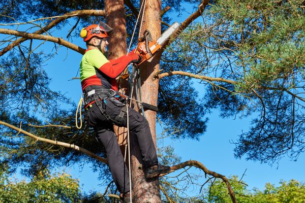 Tree Service in Poughkeepsie
