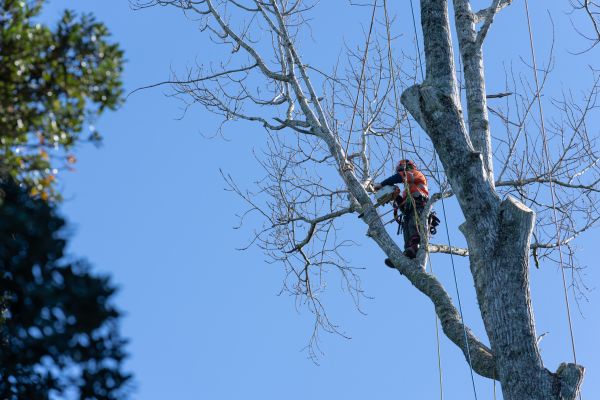 Cost of Tree Topping Service in Poughkeepsie