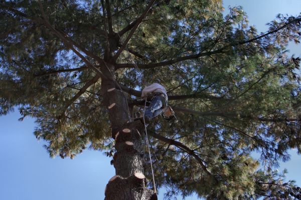 Cost of Trimming Service in Poughkeepsie