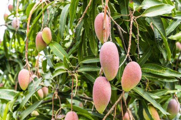 Cost of Mango Tree Trimming in Poughkeepsie