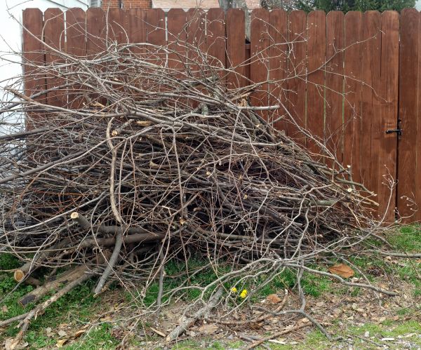 Cost of Dead Branch Removal in Poughkeepsie