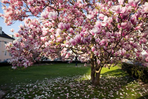 Cost of Ornamental Tree Pruning in Poughkeepsie