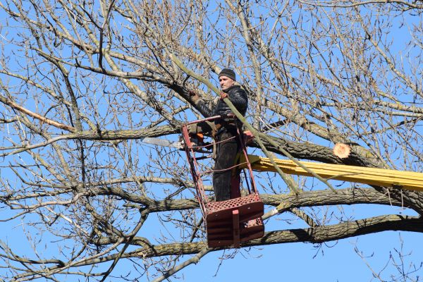 Cost of Emergency Tree Trimming in Poughkeepsie