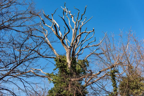 Cost of Deadwood Removal in Poughkeepsie