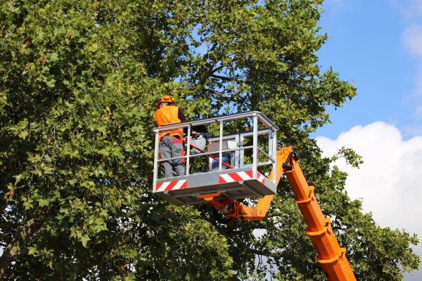 Commercial Tree Service in Poughkeepsie