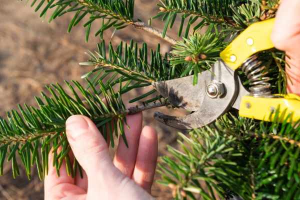 Pine Tree Pruning in Poughkeepsie