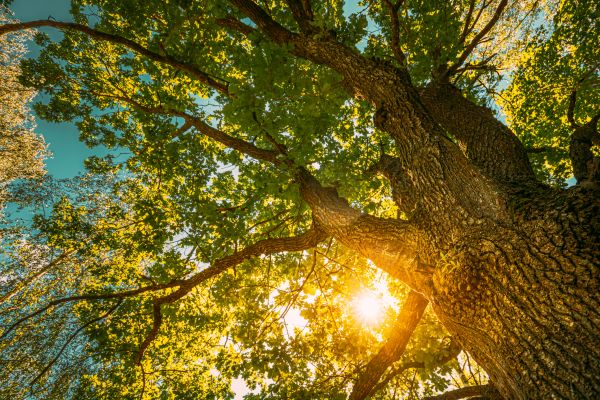 Oak Tree Pruning in Poughkeepsie
