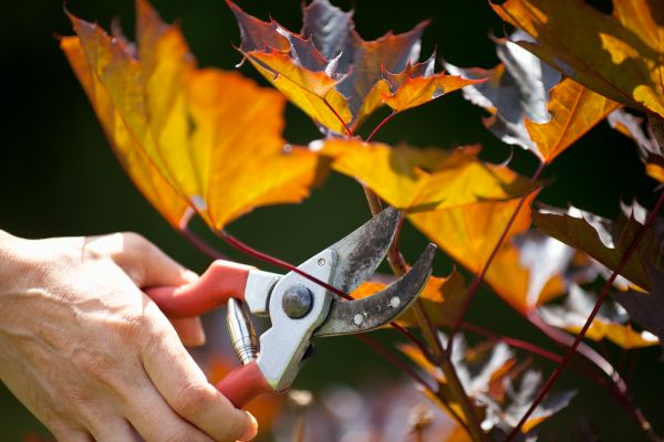 Maple Tree Pruning in Poughkeepsie