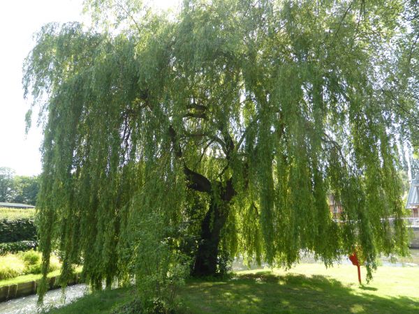 Willow Tree Trimming in Poughkeepsie