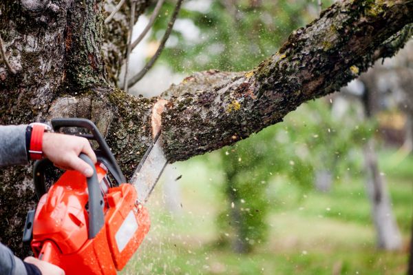 Tree Limbs Removal in Poughkeepsie