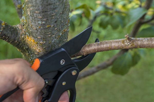 Cost of Tree Limb Cutting in Poughkeepsie