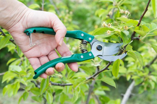 Pear Tree Pruning in Poughkeepsie