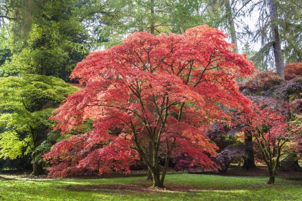 Japanese Maple Pruning in Poughkeepsie
