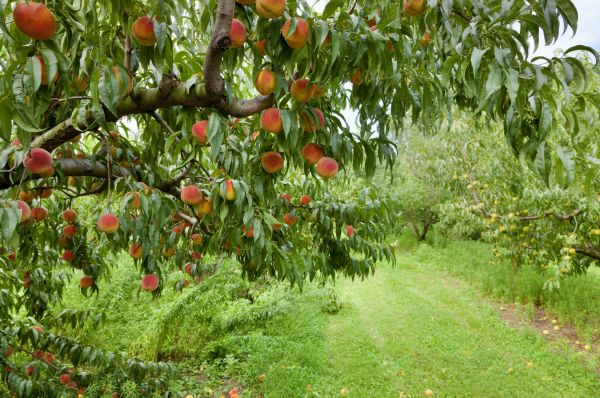 Peach Tree Pruning in Poughkeepsie