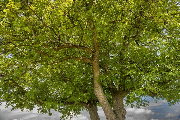Cost of Walnut Tree Trimming in Poughkeepsie