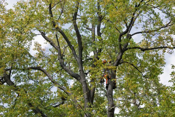 Cost of Tree Crown Shaping in Poughkeepsie