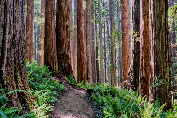 Cost of Redwood Tree Trimming in Poughkeepsie