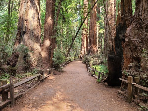 Cost of Redwood Tree Pruning in Poughkeepsie