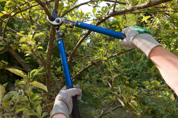 Cost of Residential Tree Pruning in Poughkeepsie