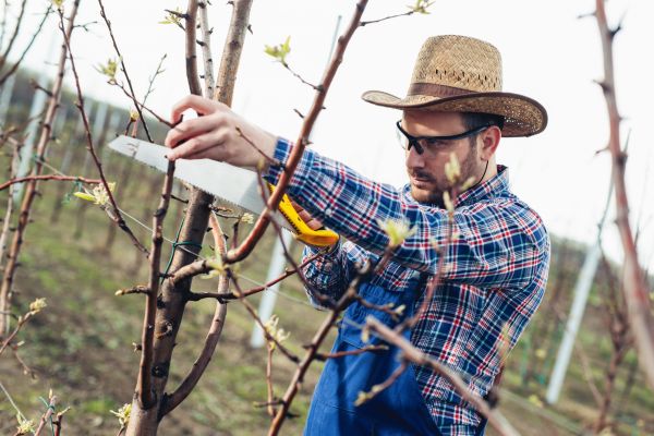 Cost of Orchard Tree Pruning in Poughkeepsie