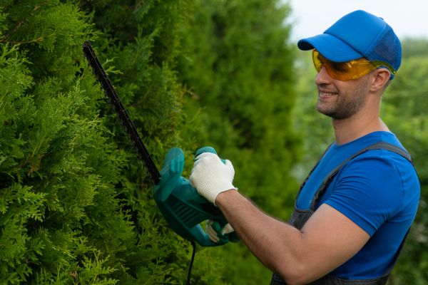 Cost of Tree Shaping Service in Poughkeepsie