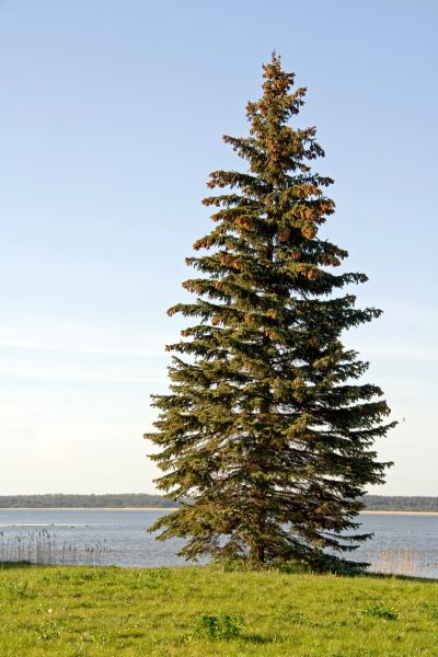 Cost of Spruce Tree Pruning in Poughkeepsie