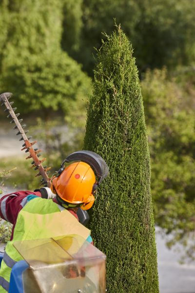 Cost of Cypress Tree Trimming in Poughkeepsie