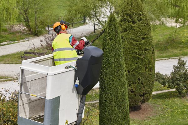Cost of Cypress Tree Pruning in Poughkeepsie