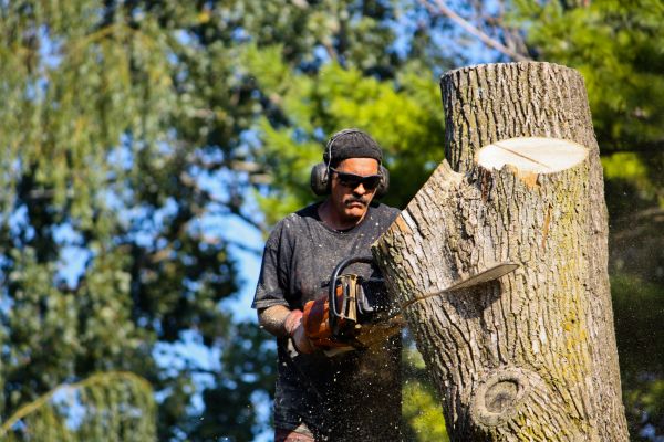 Cost of Ash Tree Pruning in Poughkeepsie