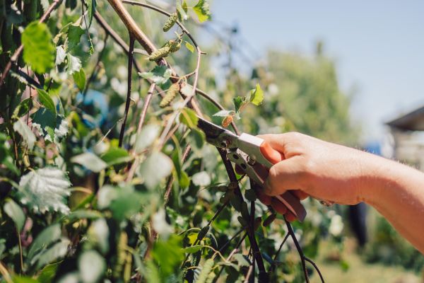 Birch Tree Pruning in Poughkeepsie