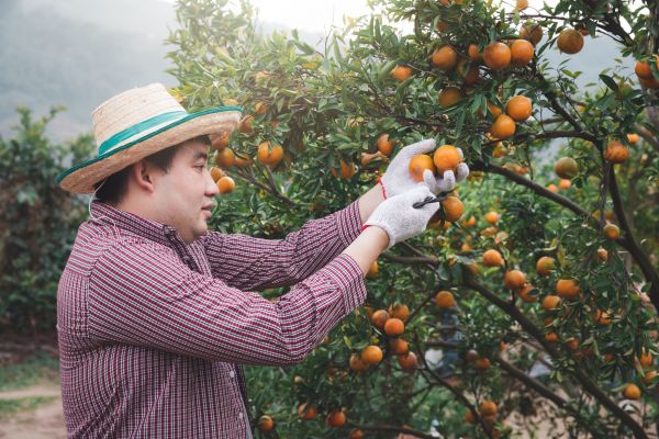 Orange Tree Pruning in Poughkeepsie