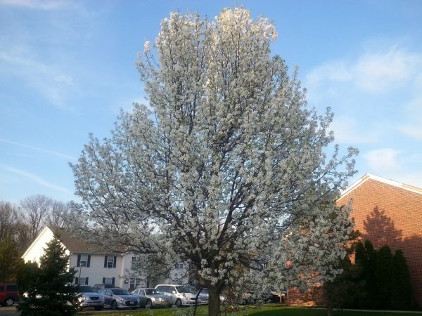Bradford Pear Tree Pruning in Poughkeepsie