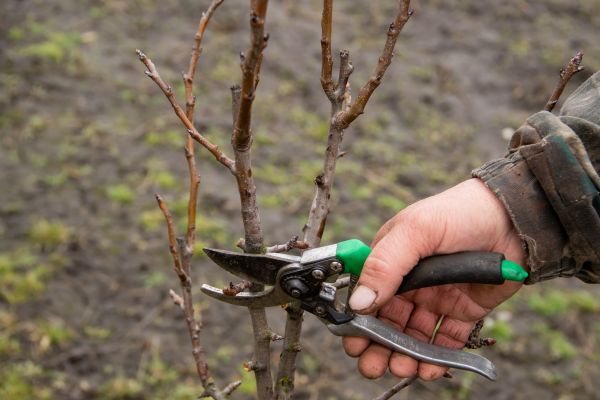 Pear Trees Pruning in Poughkeepsie