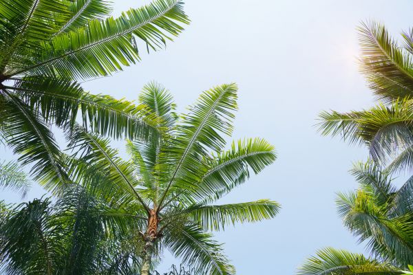 Cost of Queen Palm Tree Trimming in Poughkeepsie