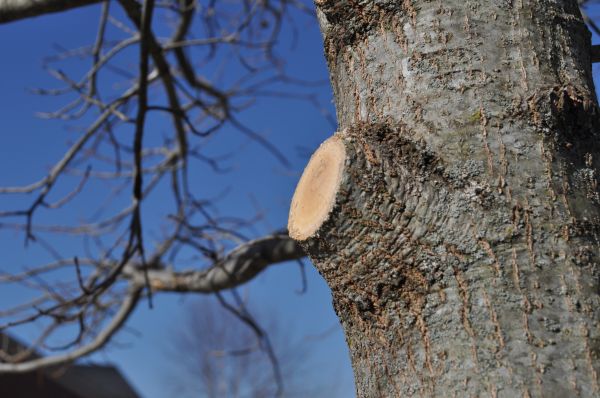 Cost of Limb Pruning in Poughkeepsie