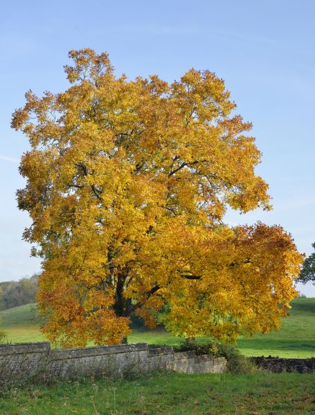 Cost of Hickory Tree Trimming in Poughkeepsie