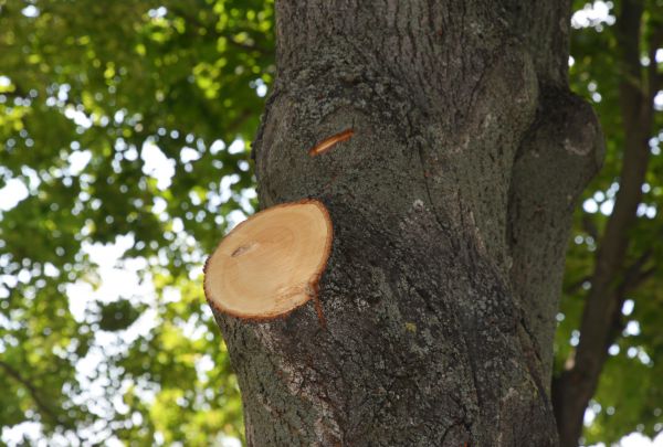 Cost of Limb Cutting in Poughkeepsie