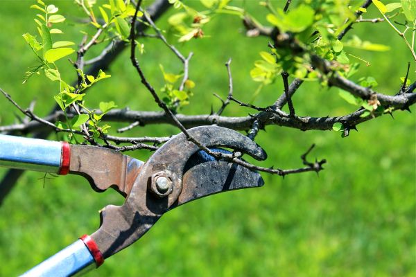 Cost of Branches Pruning in Poughkeepsie