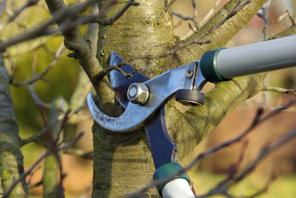 Cost of Tree Limb Trimming Service in Poughkeepsie
