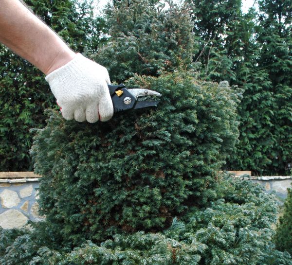 Cost of Ornamental Tree Trimming in Poughkeepsie