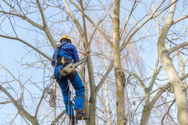 Cost of Large Tree Trimming in Poughkeepsie