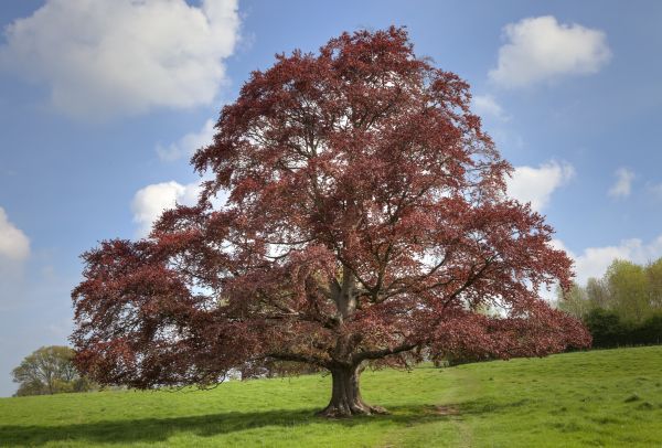 Cost of Beech Tree Pruning in Poughkeepsie
