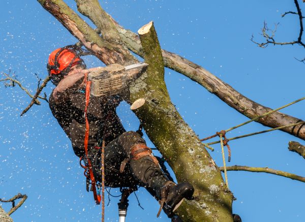 Tree Trimming Service in Poughkeepsie