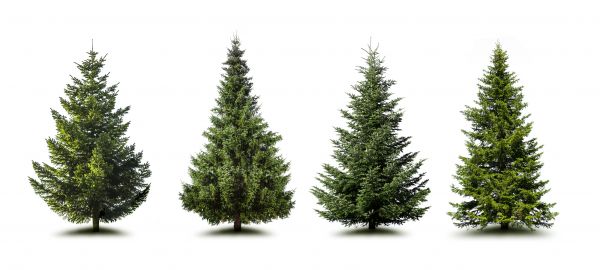 Cost of Pine Tree Trimming in Poughkeepsie